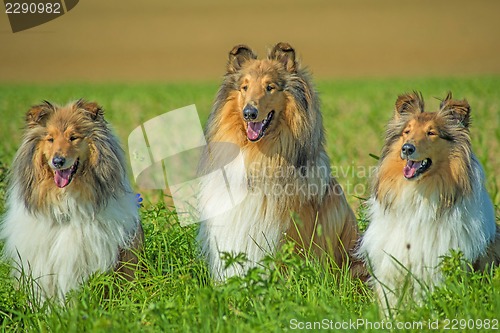 Image of Group of three collie dogs