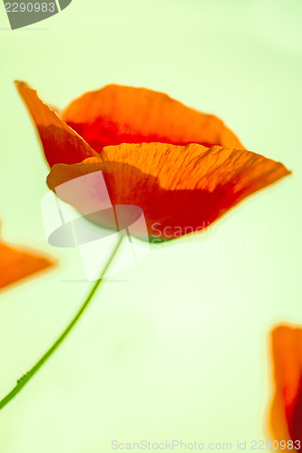 Image of red poppy