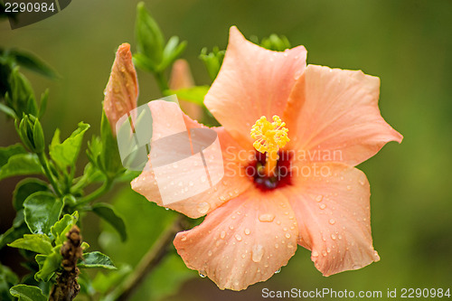Image of hibiscus bloom