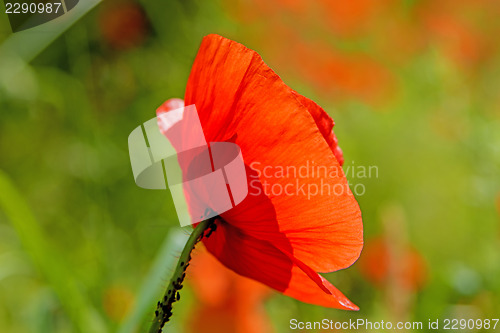 Image of red poppy