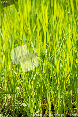 Image of energy plant szarvasi-1 grass