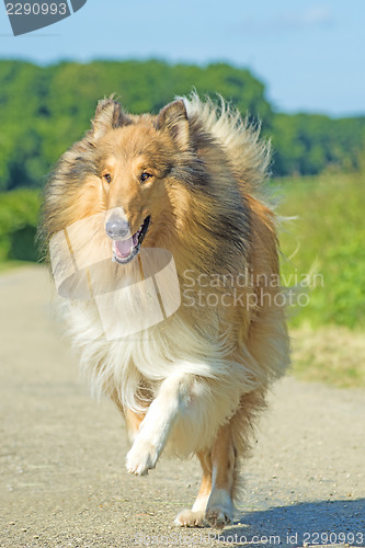 Image of  Collie running