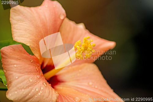 Image of hibiscus bloom