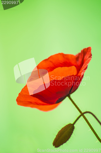 Image of red poppy
