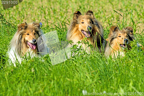 Image of Group of three collie dogs