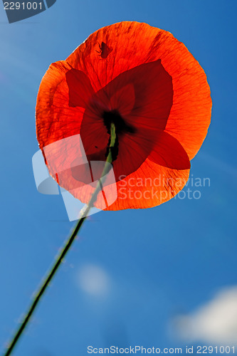 Image of red poppy