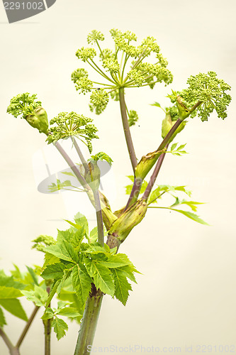 Image of Angelica medicine plant and food