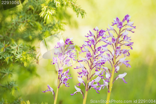 Image of wild orchids in Germany