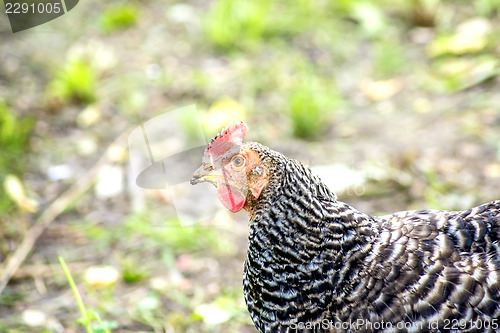 Image of chicken head