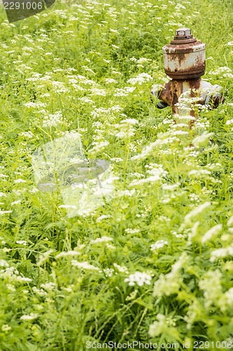 Image of Hydrant hidden in a meadow with flowers