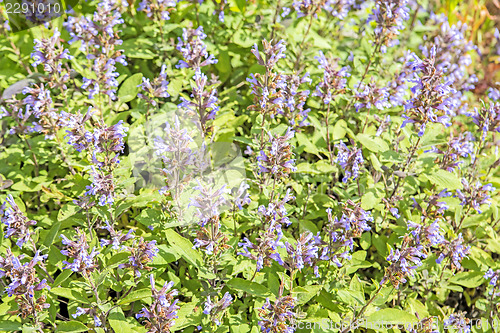 Image of sage, Salvia officinalis