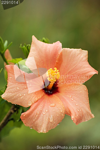 Image of hibiscus bloom