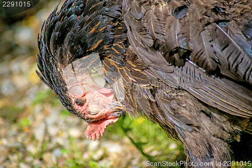 Image of chicken head