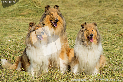Image of Group of three collie dogs