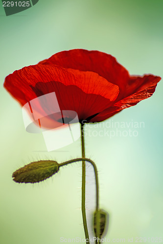 Image of red poppy