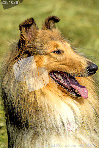 Image of american, male, purebred collie dog