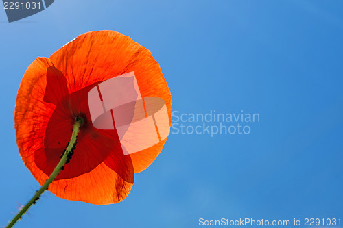 Image of red poppy