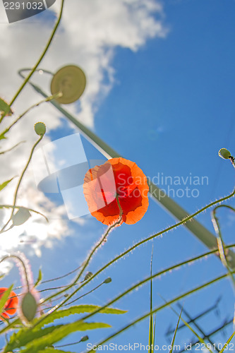 Image of red poppy