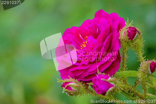 Image of peony bloom