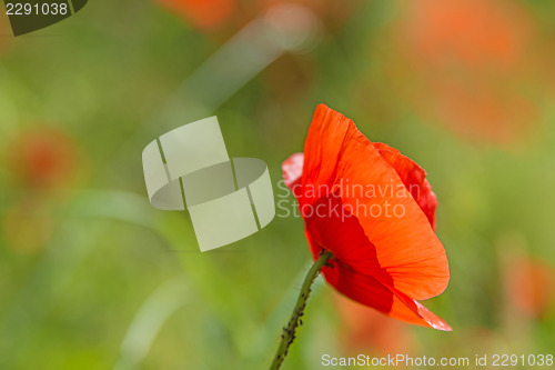 Image of red poppy