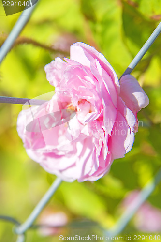 Image of rose on a fence