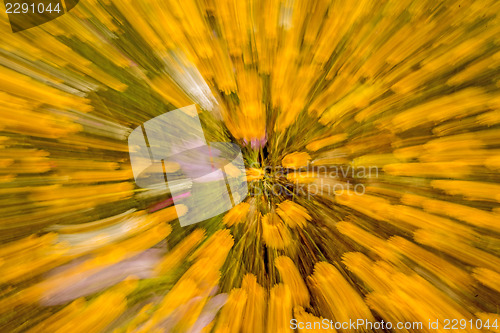 Image of yellow flowers with zoom effect