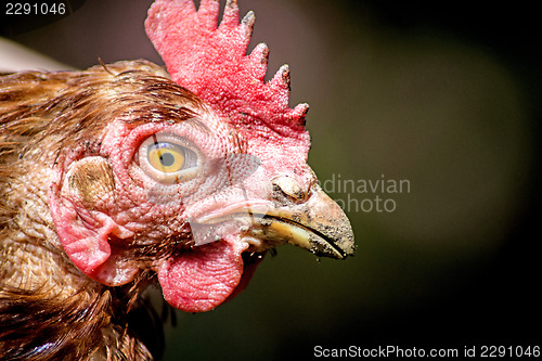 Image of chicken head