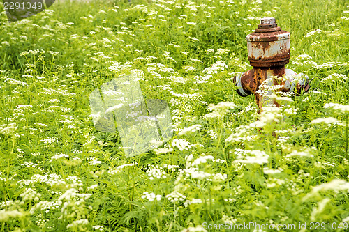 Image of Hydrant hidden in a meadow with flowers