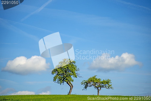Image of trees with clouds