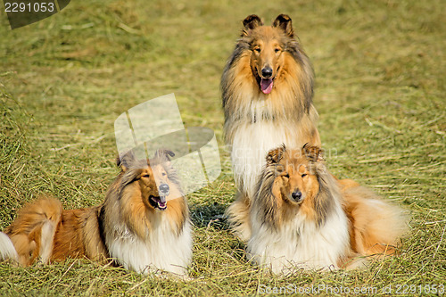 Image of Group of three collie dogs