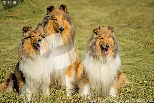 Image of Group of three collie dogs