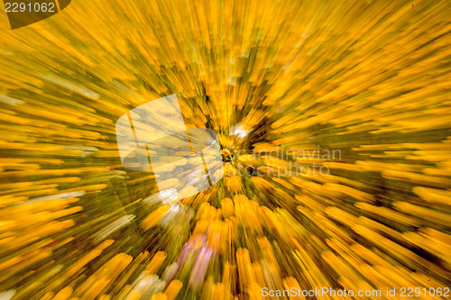 Image of yellow flowers with zoom effect