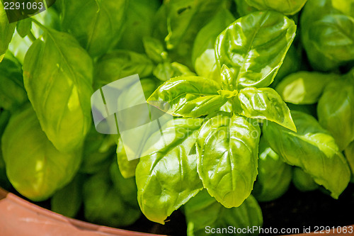 Image of basil