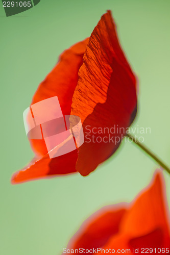 Image of red poppy