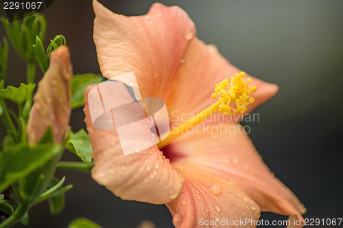 Image of hibiscus bloom