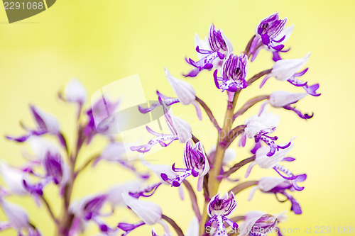 Image of wild orchids in Germany