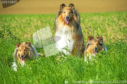 Image of Group of three collie dogs