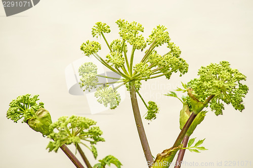 Image of Angelica medicine plant and food