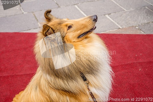 Image of collie dog sitting on red carpet