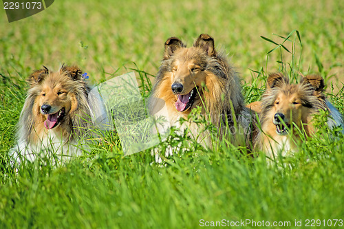 Image of Group of three collie dogs