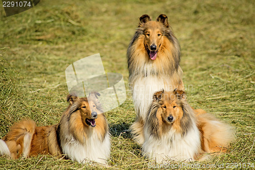 Image of Group of three collie dogs