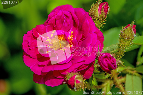 Image of peony bloom