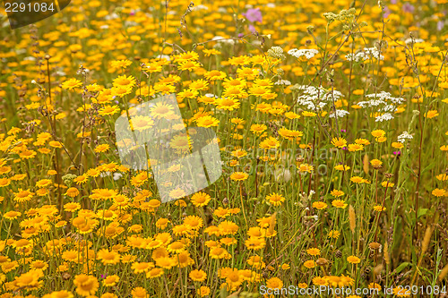 Image of yellow flowers on a meadow