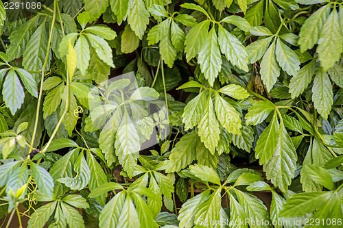 Image of Jiaogulan, herb of longevity