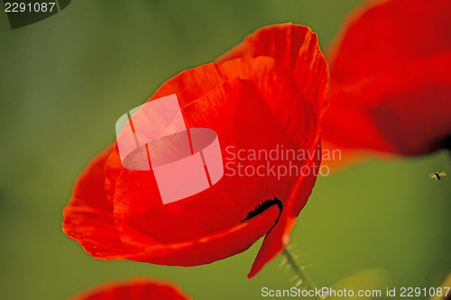 Image of red poppy