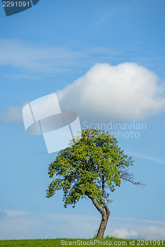 Image of tree with cloud