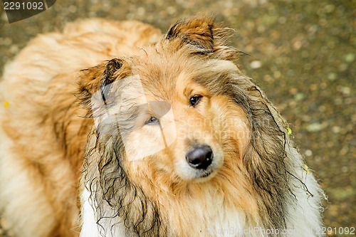 Image of collie