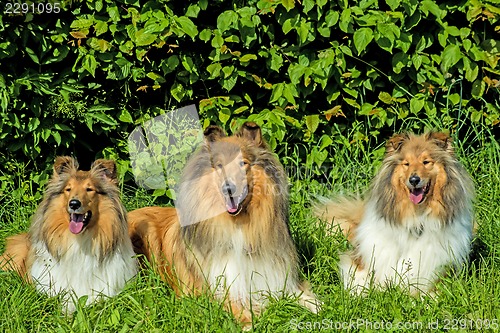 Image of Group of three collie dogs