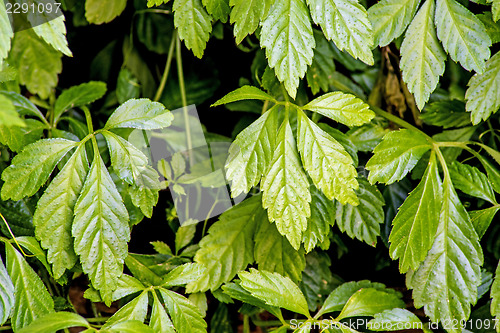 Image of Jiaogulan, herb of longevity