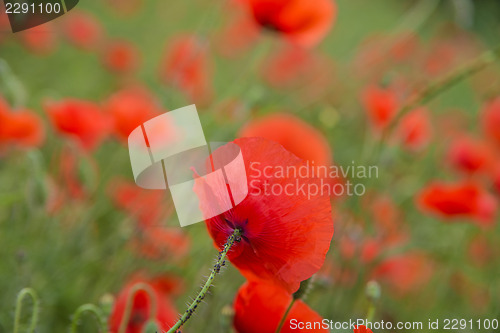 Image of red poppy